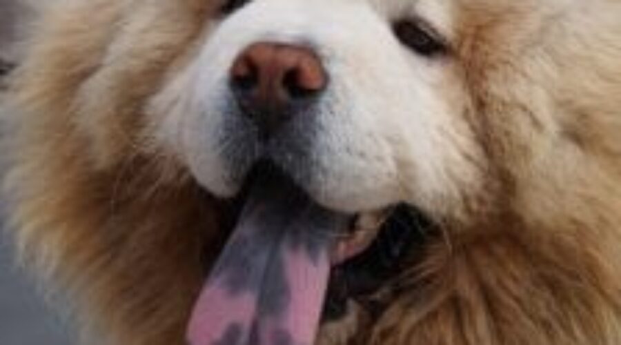Este es el motivo por el que los perros chow chow tienen la lengua azul