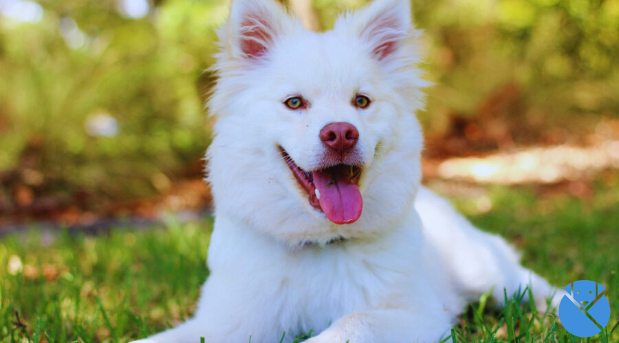 Giro de 180 grados en el curso obligatorio para dueños de perros: se confirma lo que va a pasar