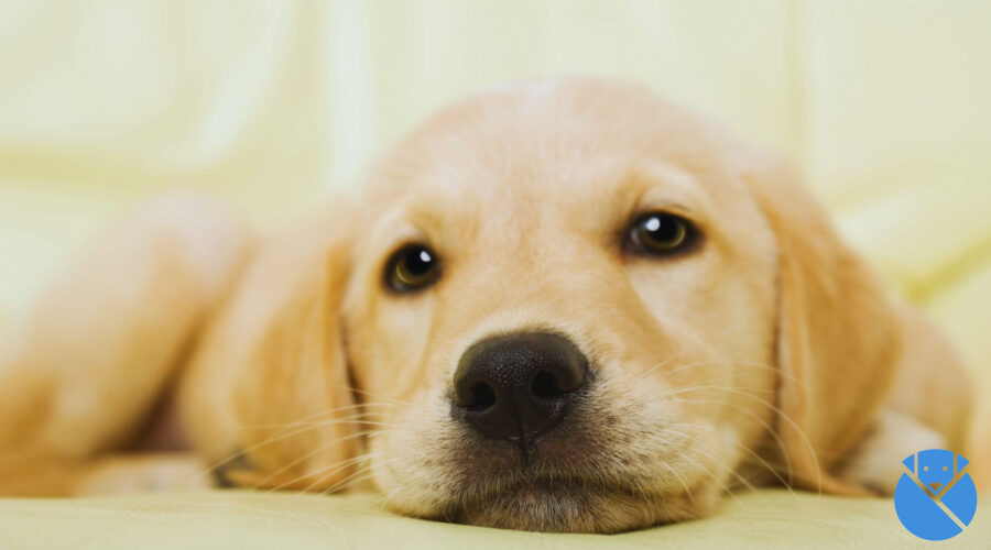 Lo dice un veterinario: las 5 mejores razas de perro para tener en casa