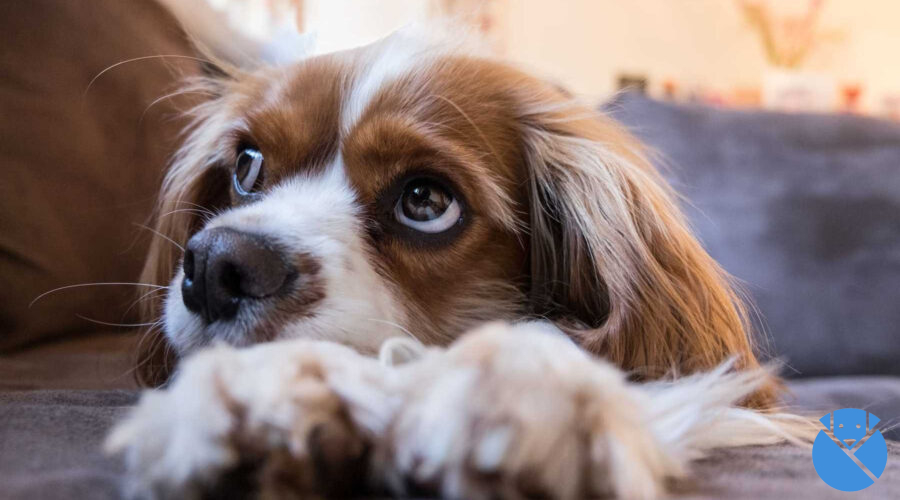Éste es el tiempo máximo que deberías dejar solo a tu perro en casa según los expertos